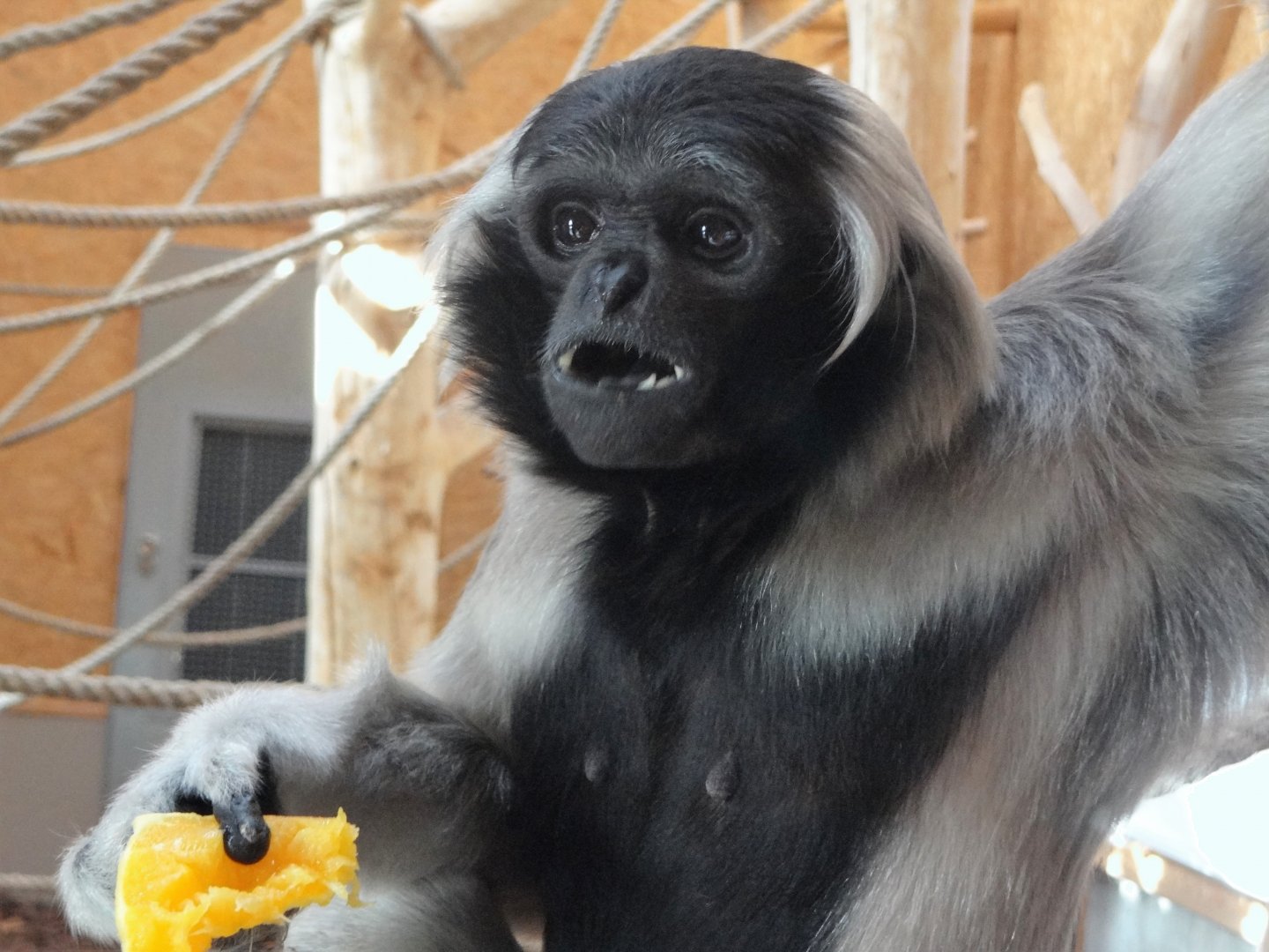 Pileated Gibbon