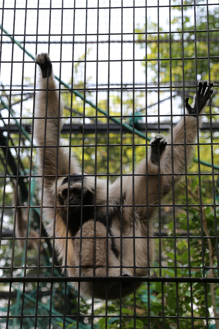 Pileated Gibbon