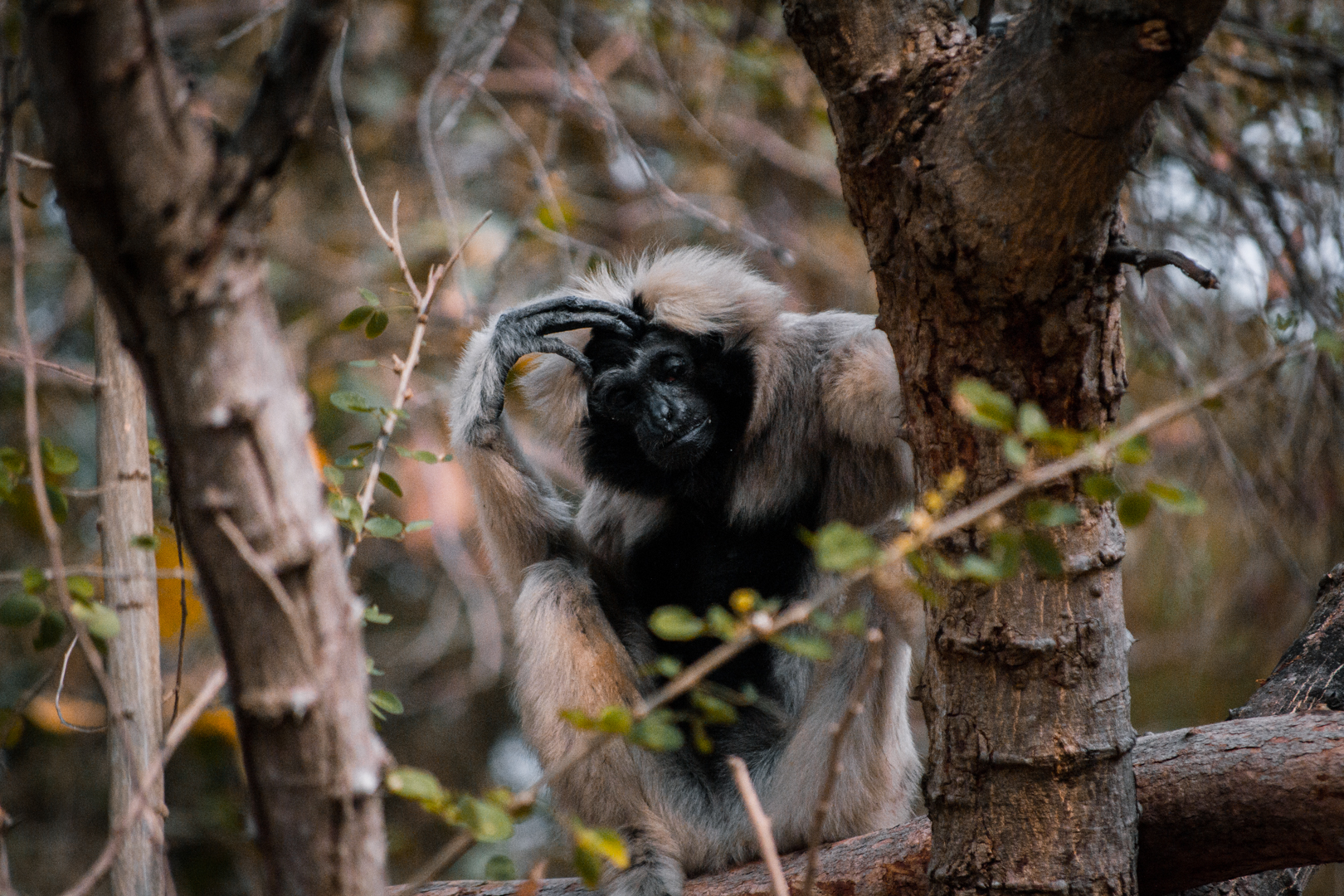 Pileated Gibbon