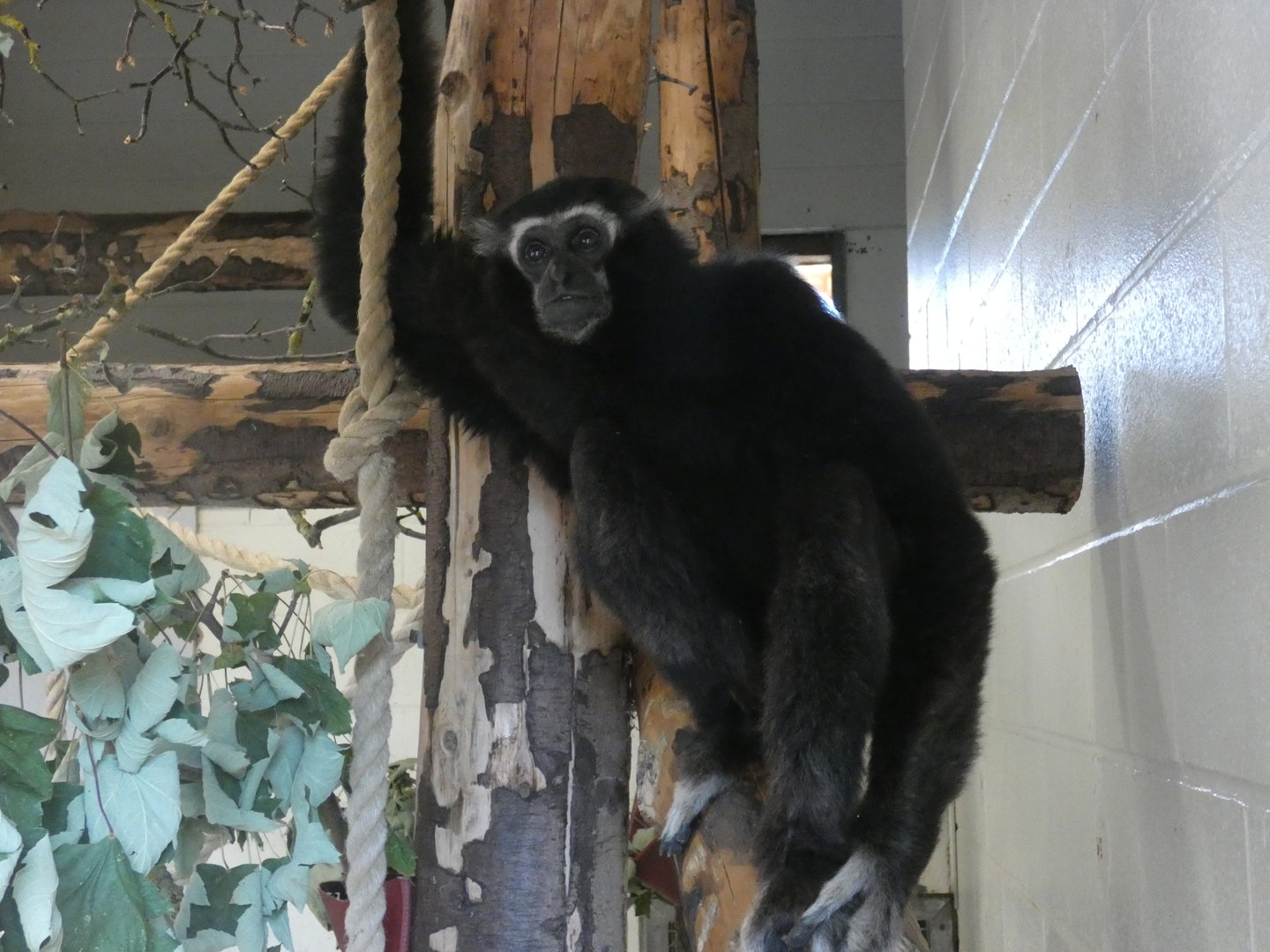 Pileated gibbon