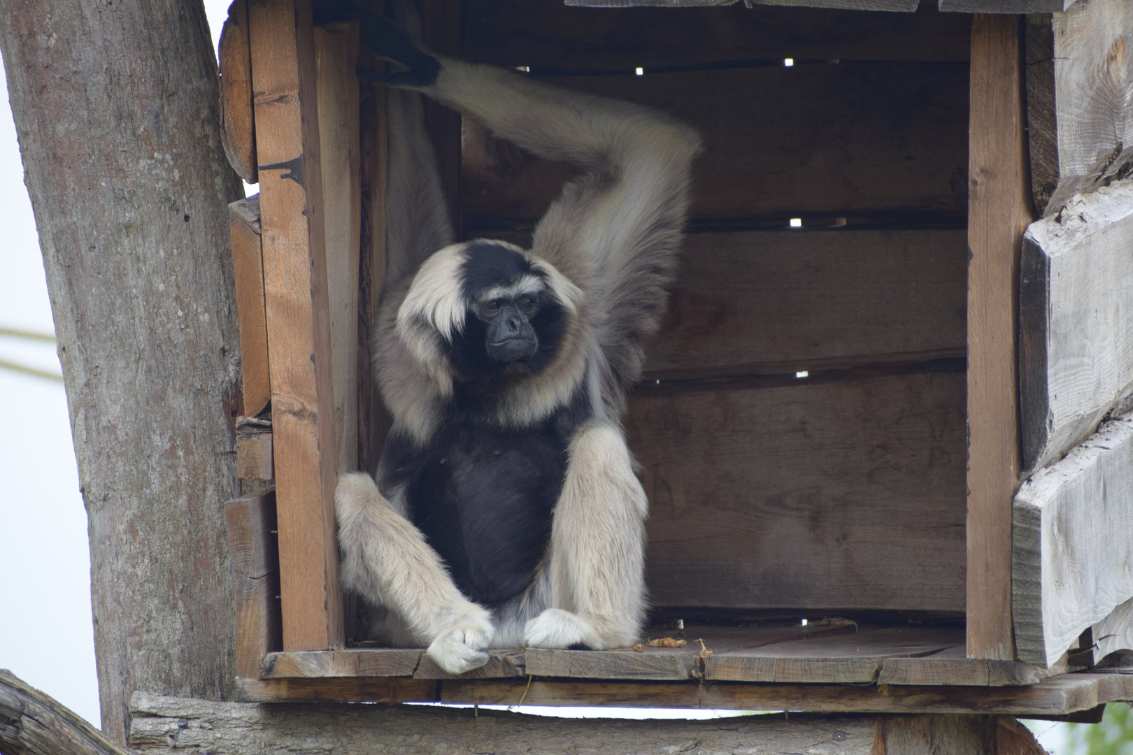 Pileated gibbon