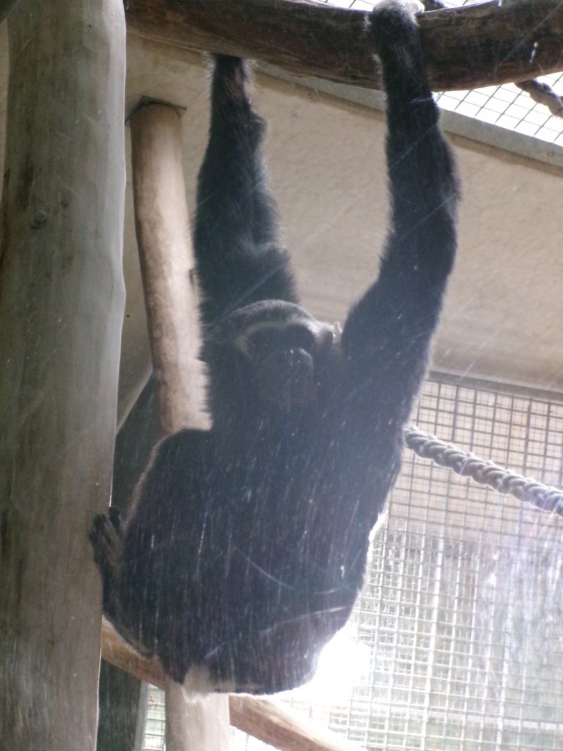Pileated gibbon