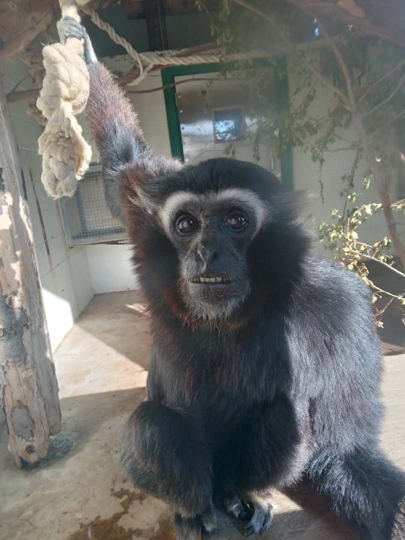 Pileated Gibbon