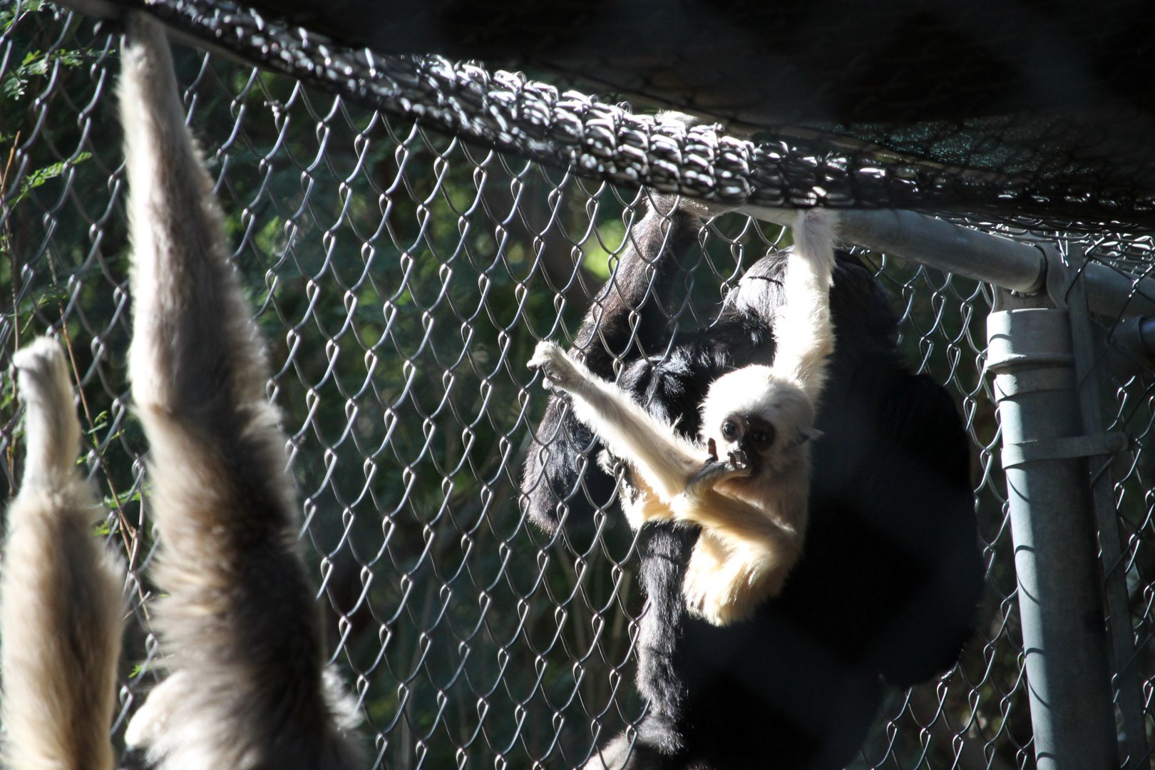 Pileated Gibbon