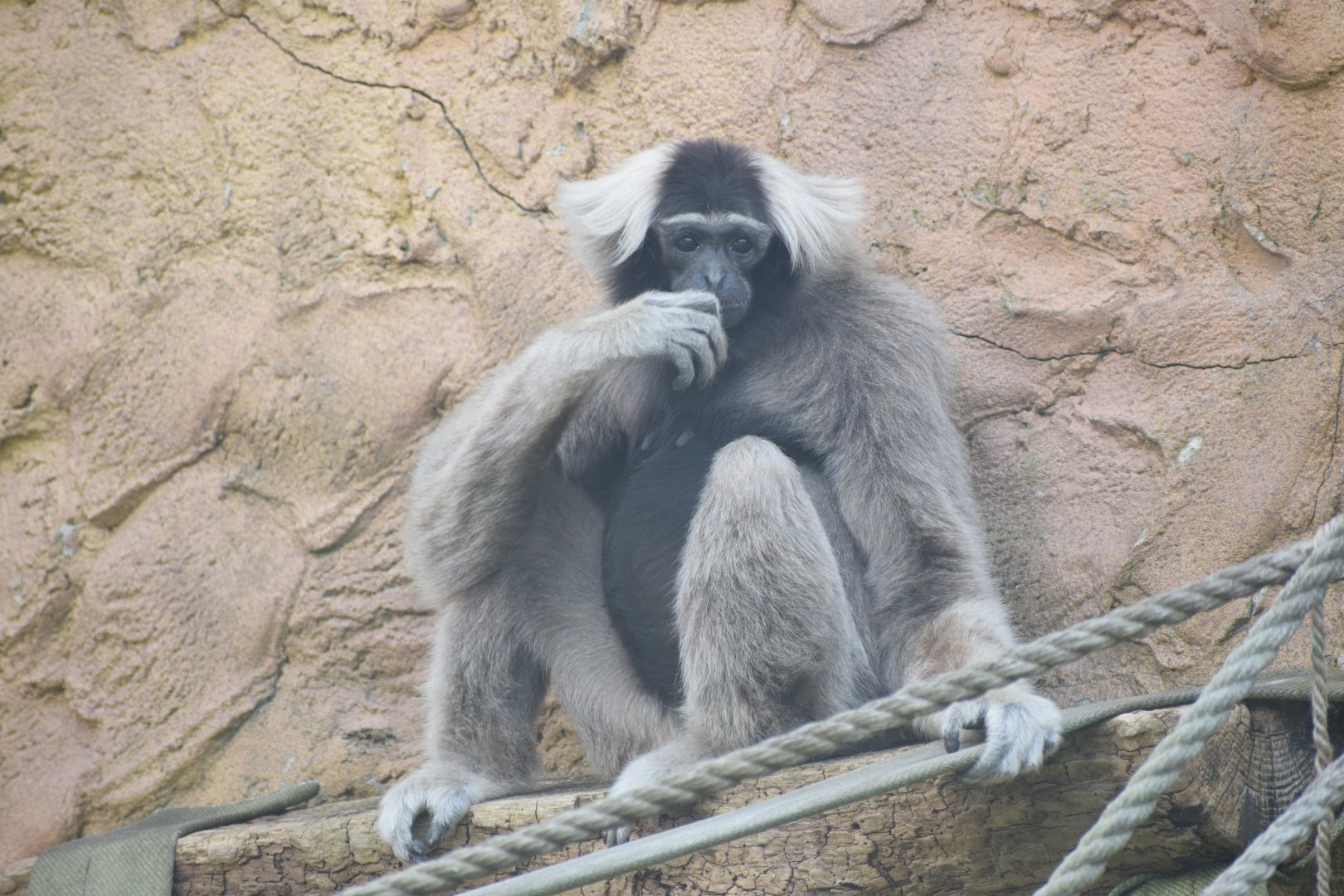 Pileated gibbon