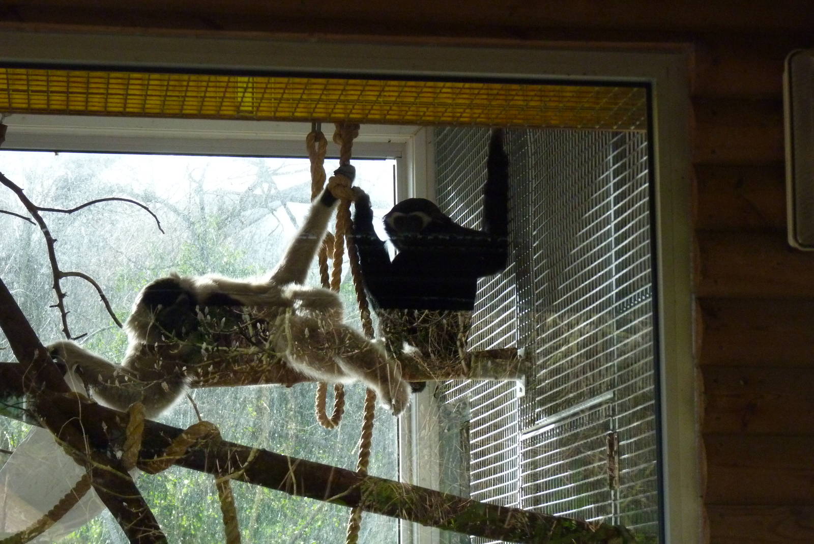 Pileated Gibbons, 16 February 2014