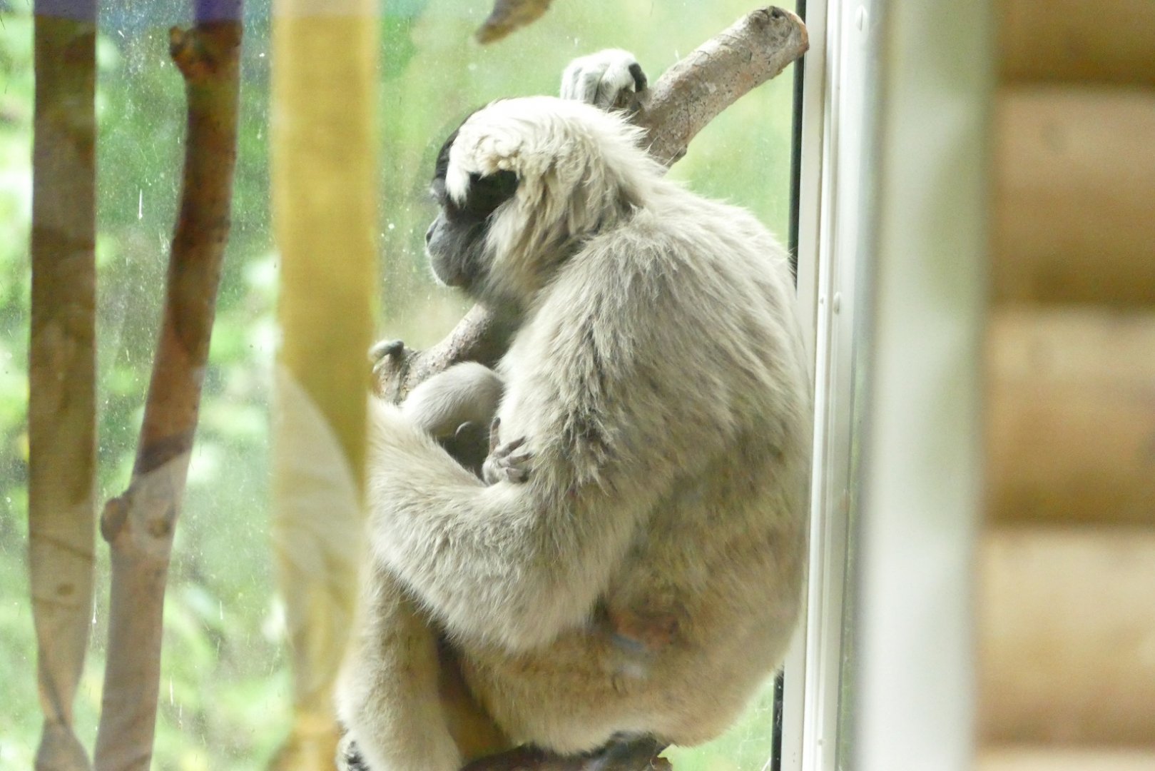 Pileated Gibbons, 18 October 2021