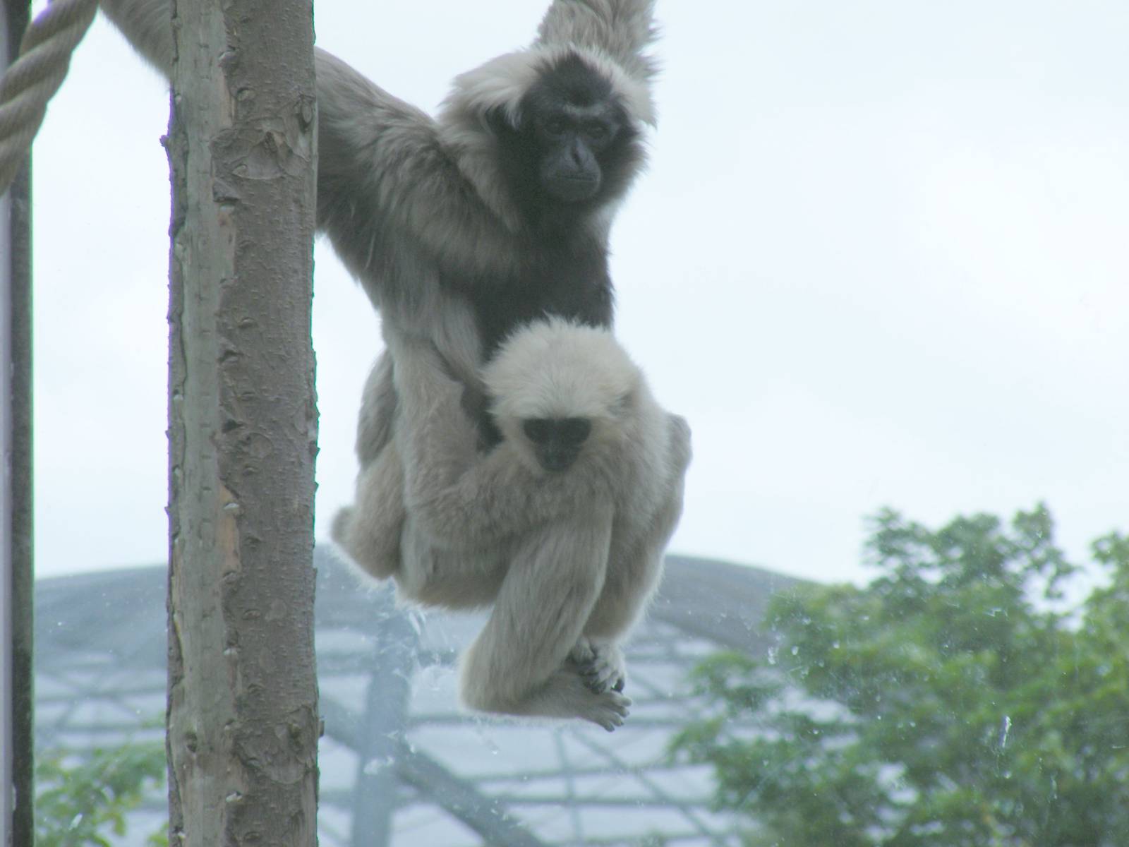Pileated gibbons at Blackpool Zoo, 13 June 2011