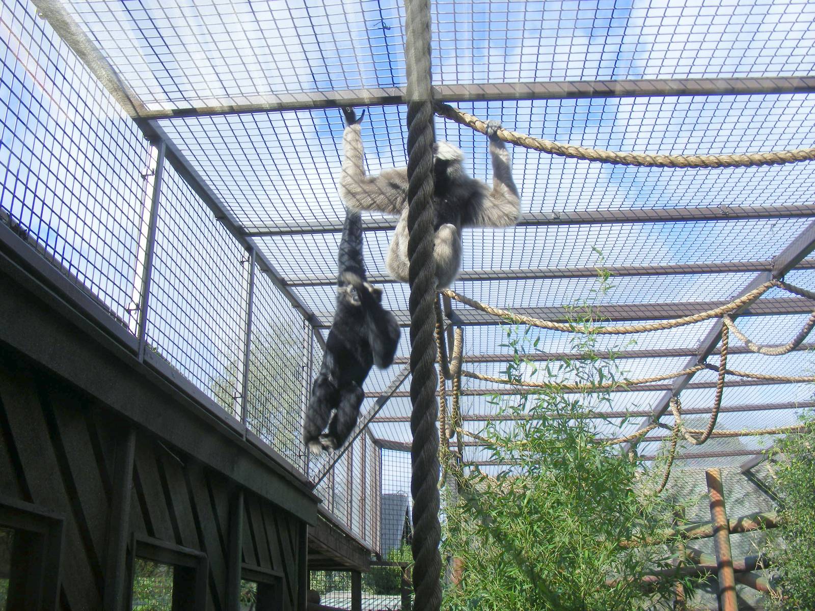 Pileated gibbons at Colchester Zoo, 17 September 2010