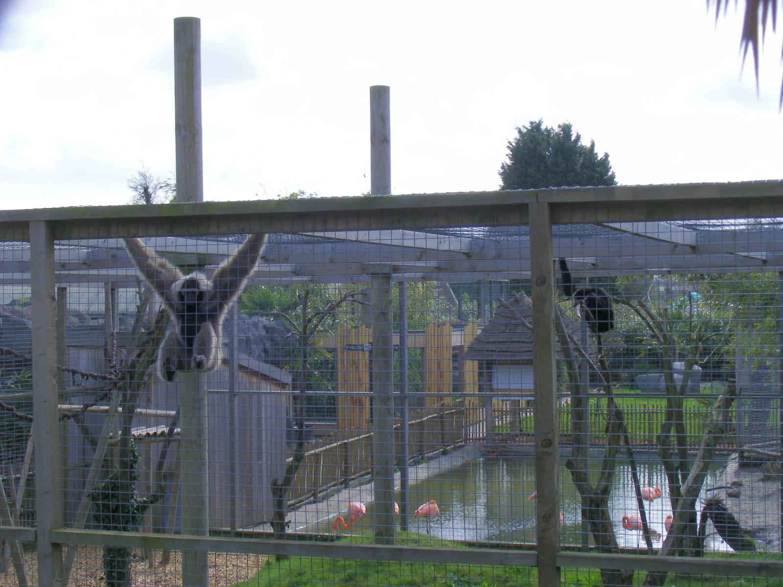 Pileated gibbons at RSCC, 2 April 2010
