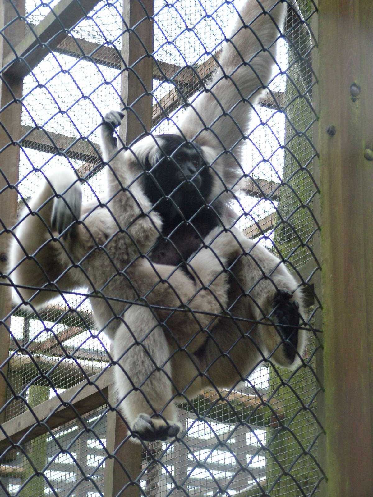 Pileated Gibbons at Twycross 24/01/10
