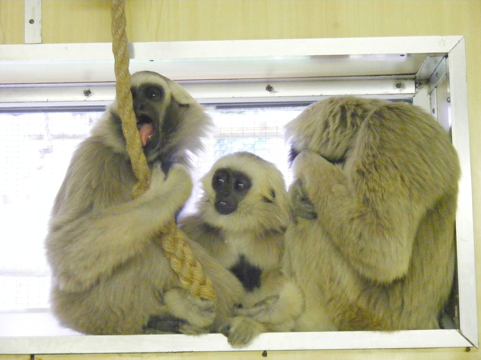 Pileated gibbons at Twycross Zoo, 29 August 2010