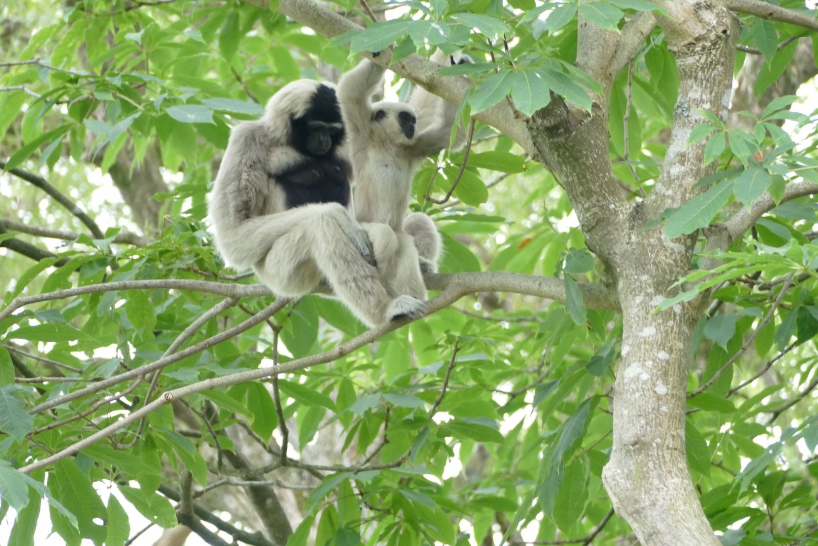 Pileated Gibbons, August 2022