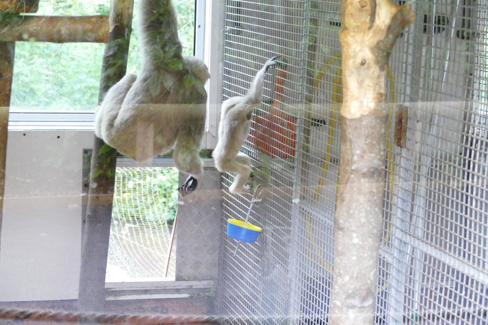 Pileated Gibbons, May 2022