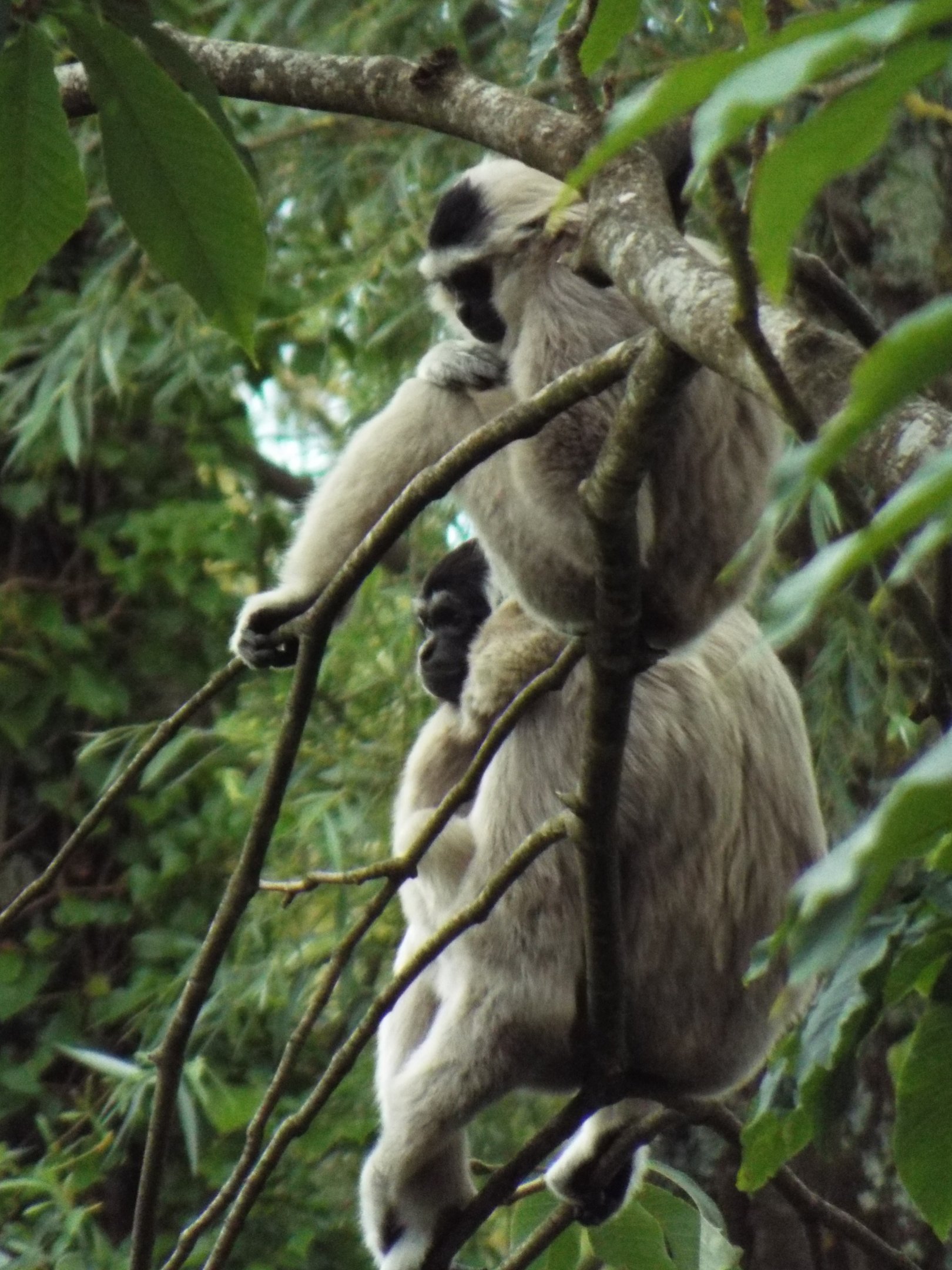 Pileated Gibbons, Paignton Zoo