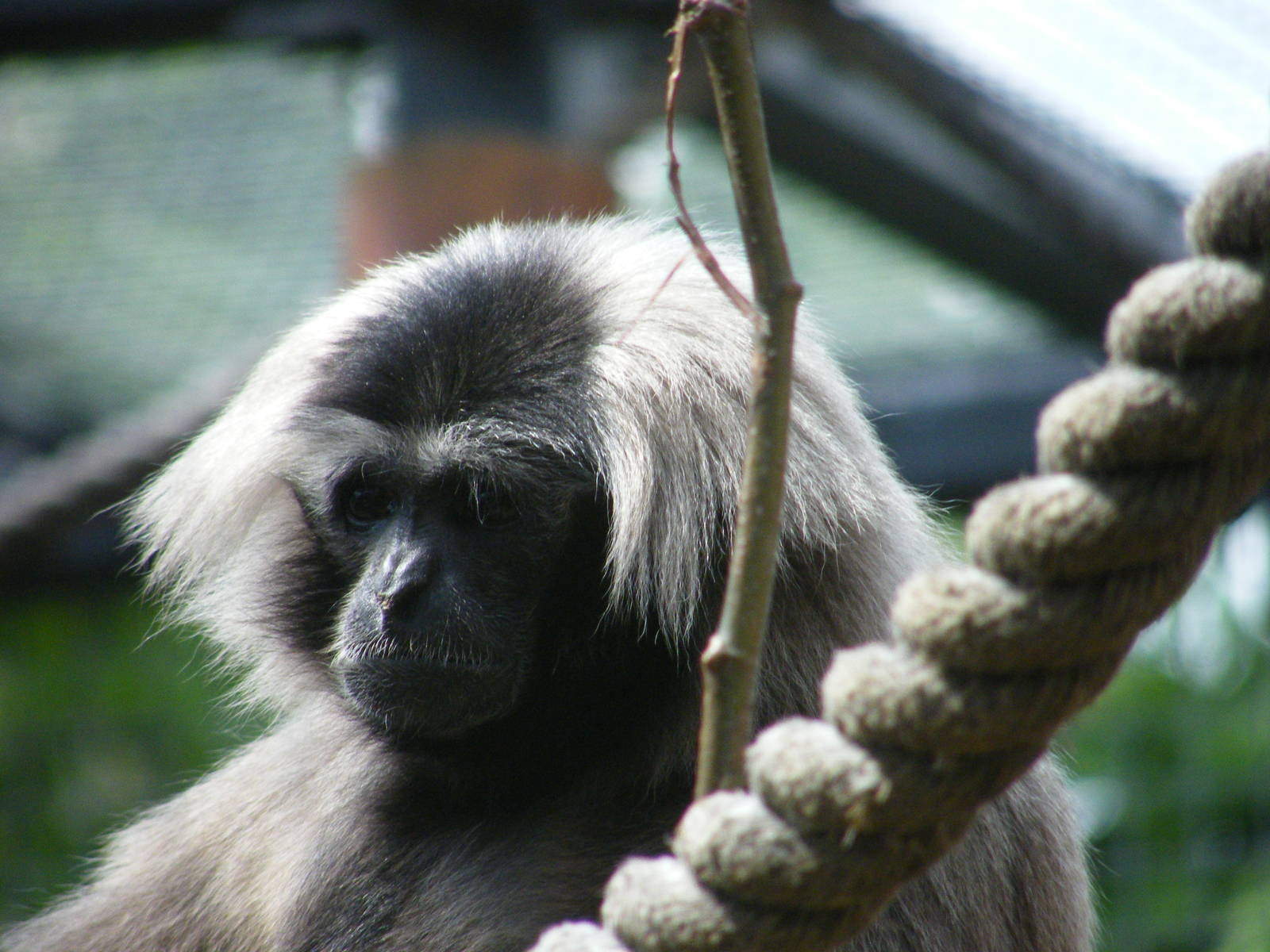 Pileated gibbons