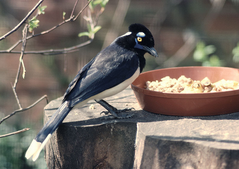 Pileated jay at Kilverstone 1977