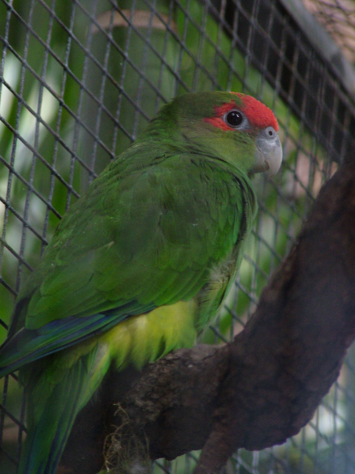 Pileated Parrot at Loro Parque, 08/11/10