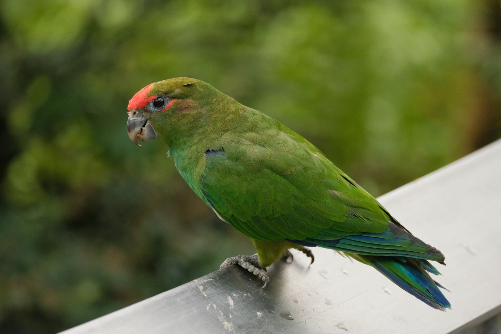 Pileated Parrot (Pionopsitta pileata)