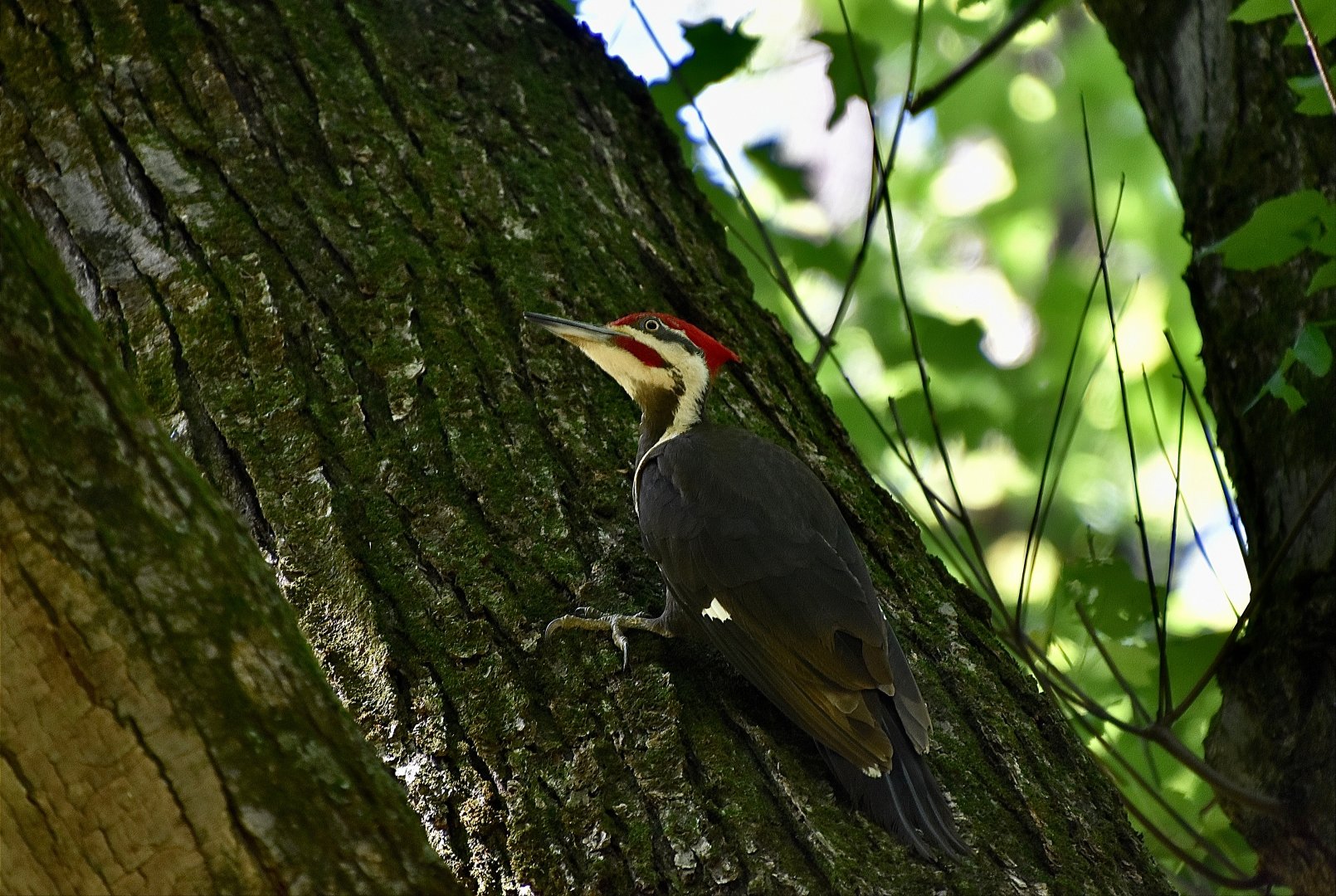 Pileated Woodpecker (Dryocopus pileatus abieticola) male