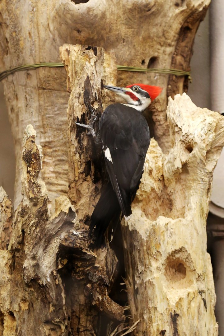 Pileated Woodpecker (Dryocopus pileatus), July 2015