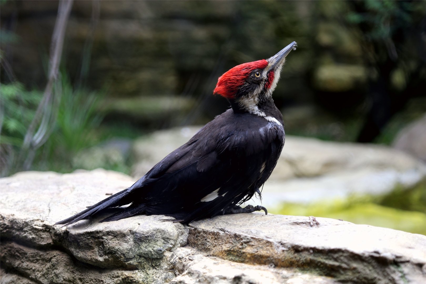 Pileated Woodpecker (Dryocopus pileatus)