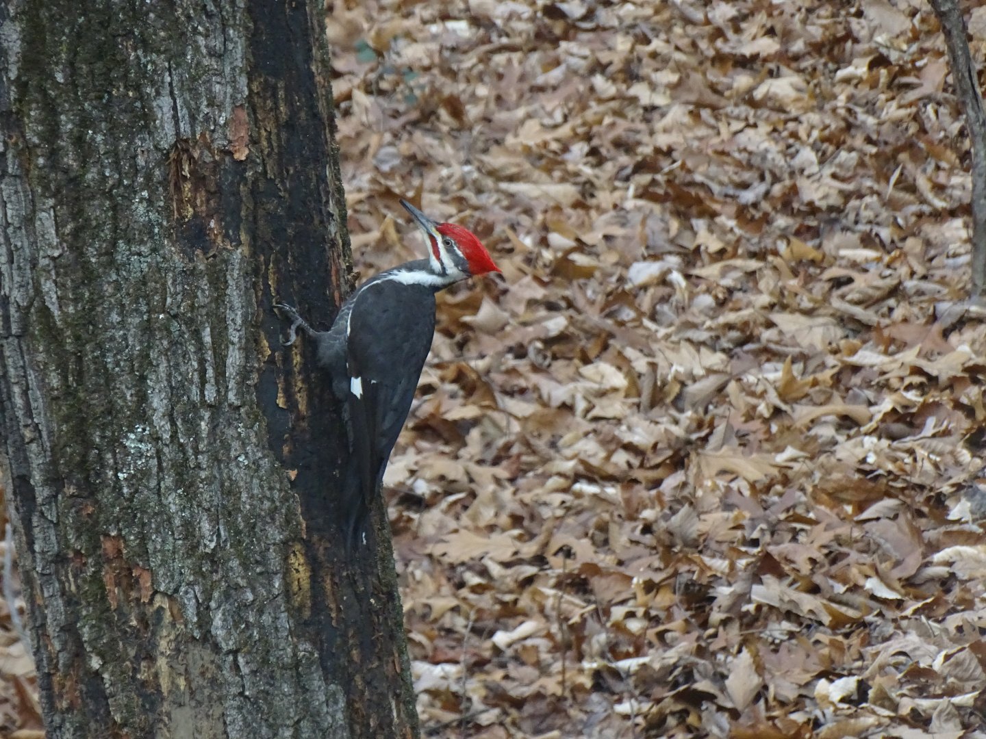 Pileated woodpecker (Dryocopus pileatus)