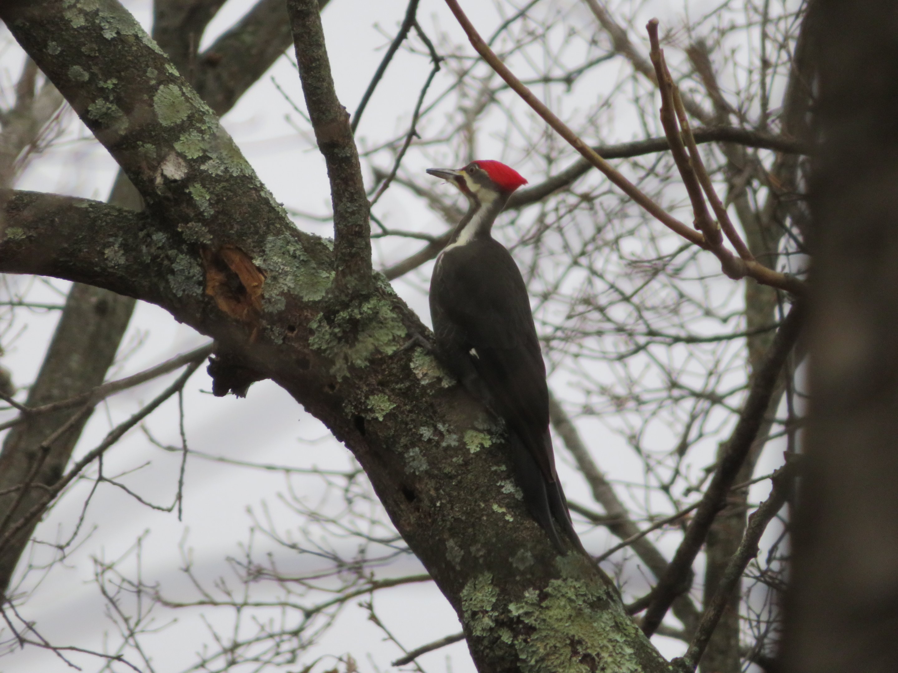 Pileated Woodpecker (Wild)