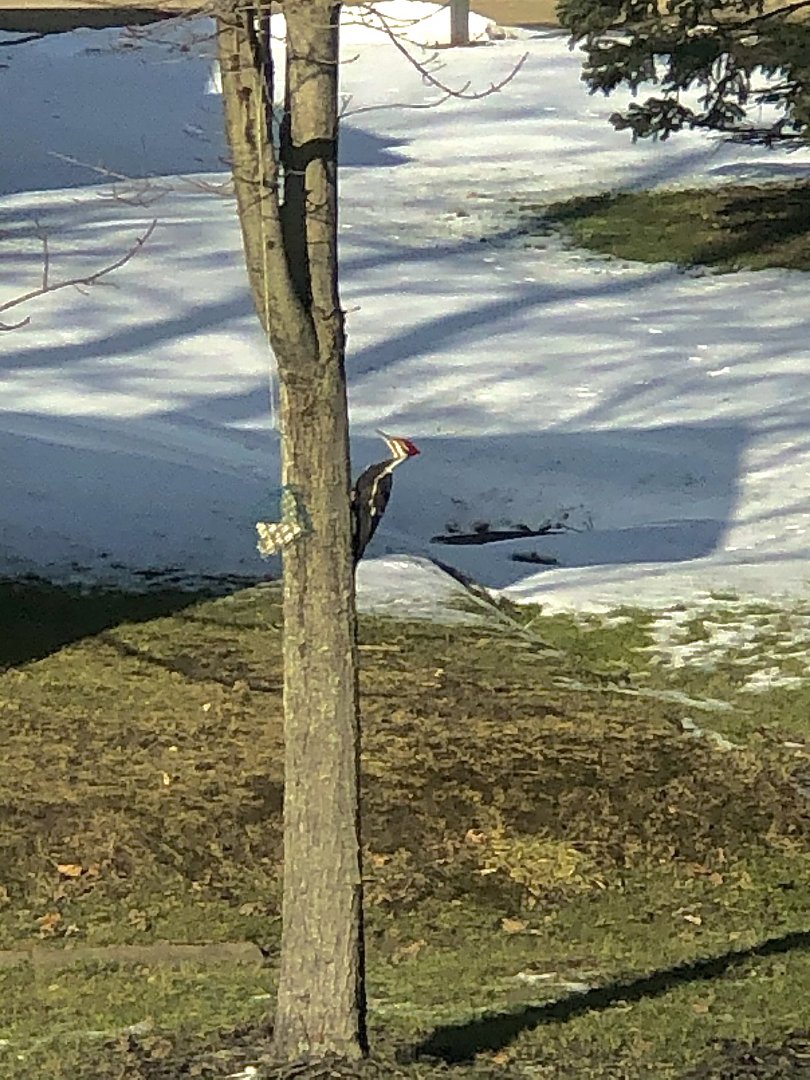 Pileated Woodpecker