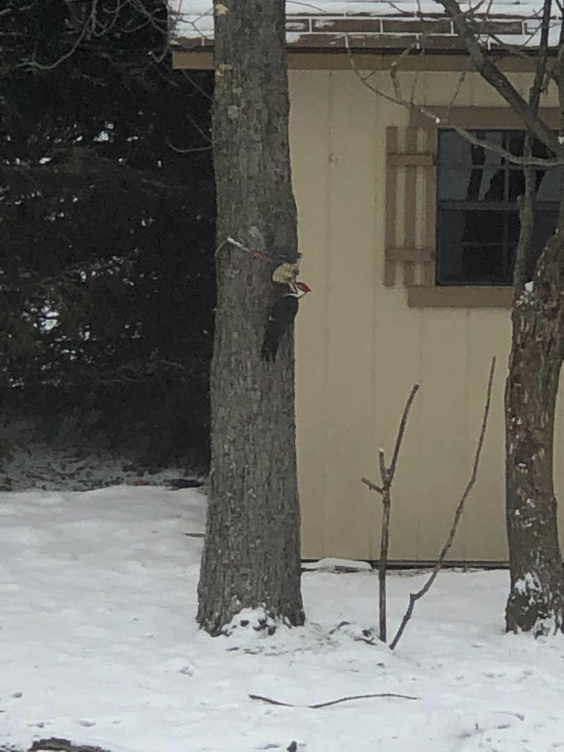 Pileated Woodpecker