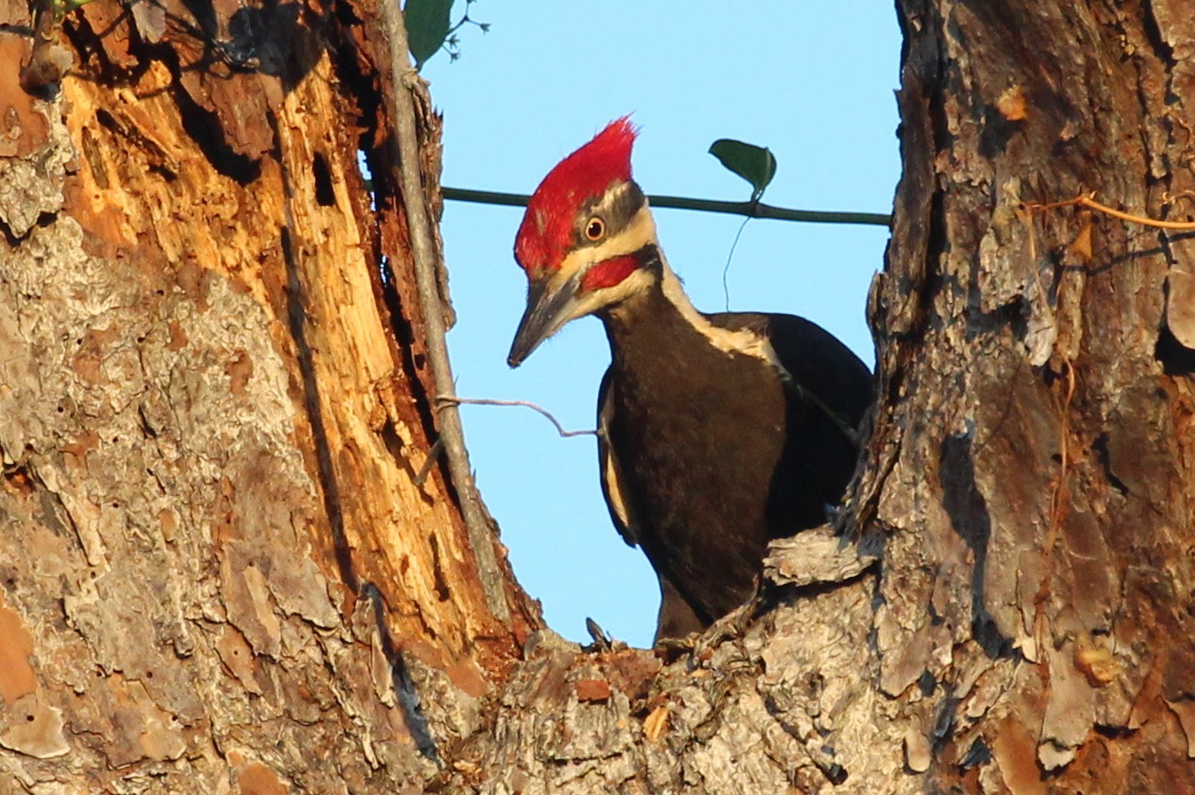 Pileated Woodpecker