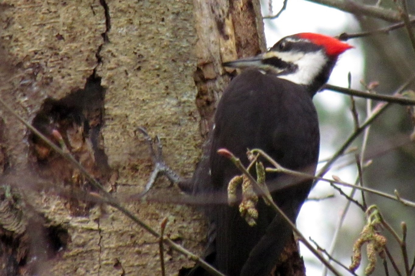 Pileated Woodpecker