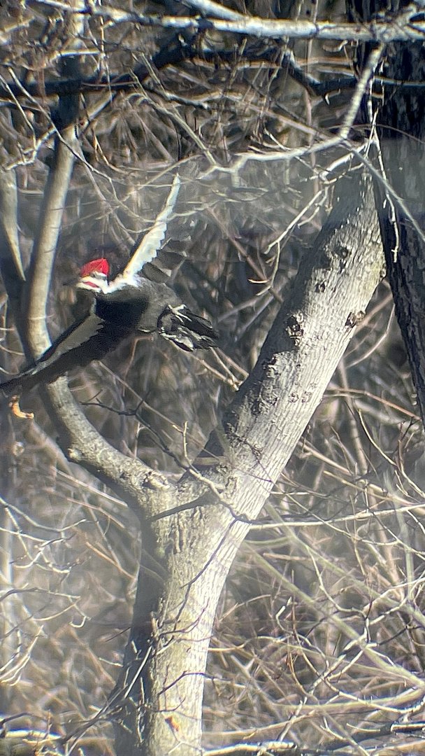 Pileated Woodpecker