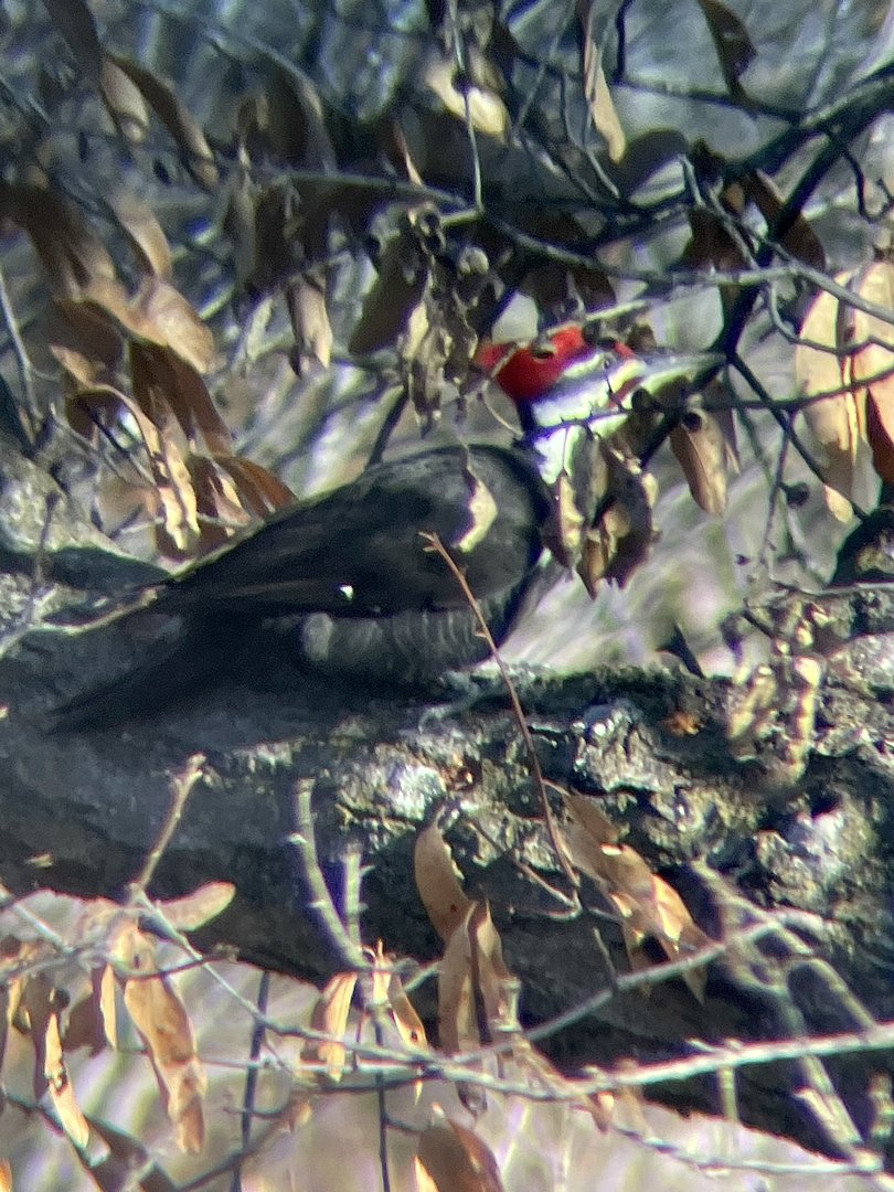 Pileated woodpecker