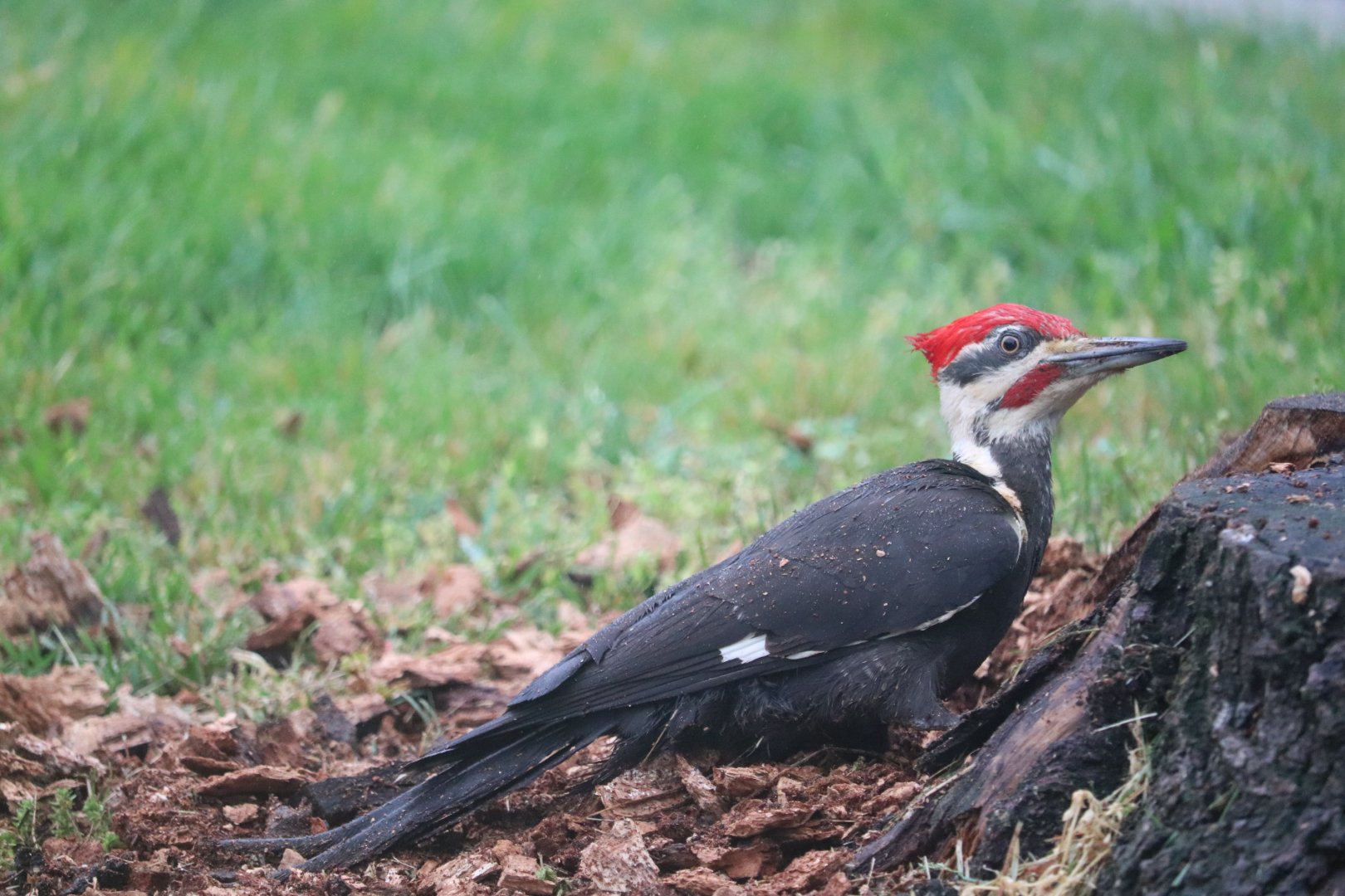 Pileated Woodpecker