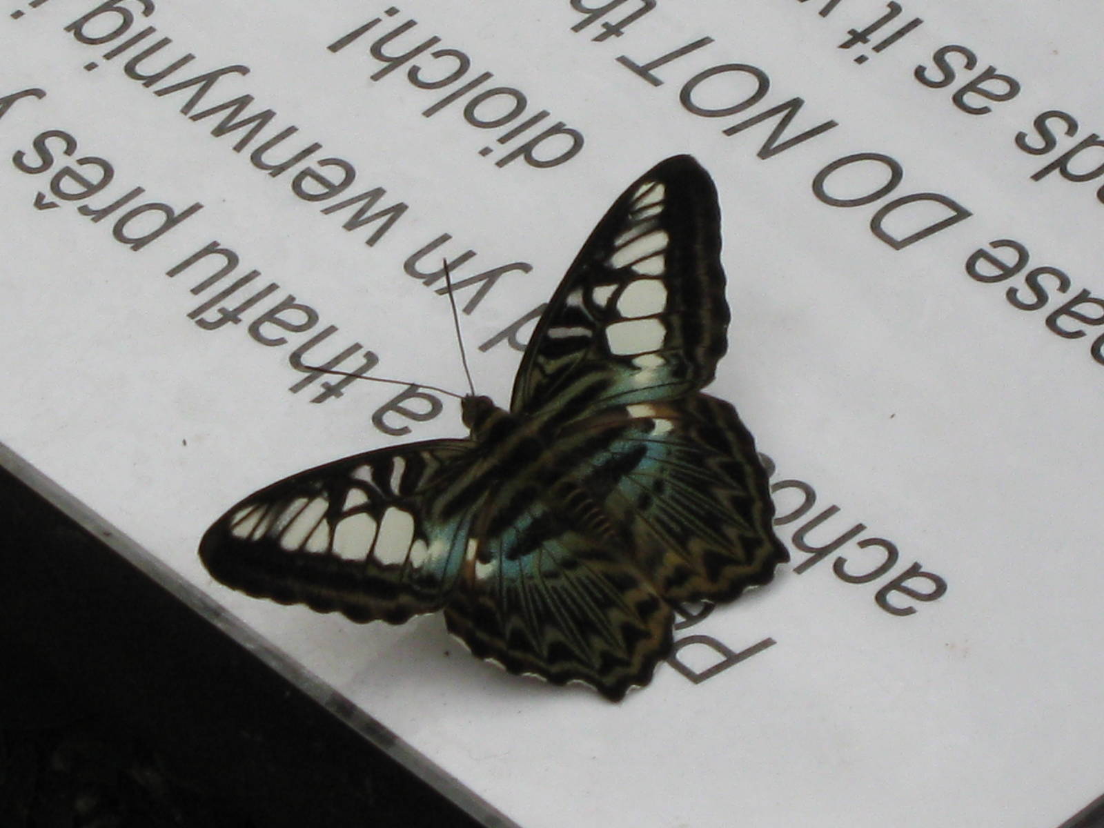 Pili Palas - July 2010, Butterfly