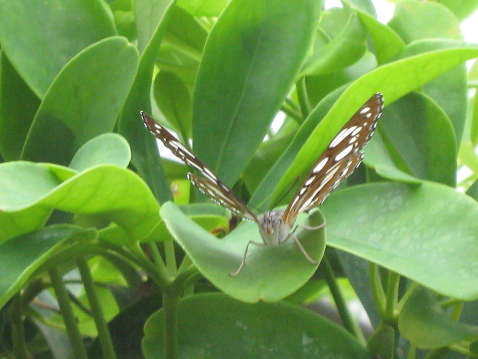 Pili Palas - July 2010, Butterfly