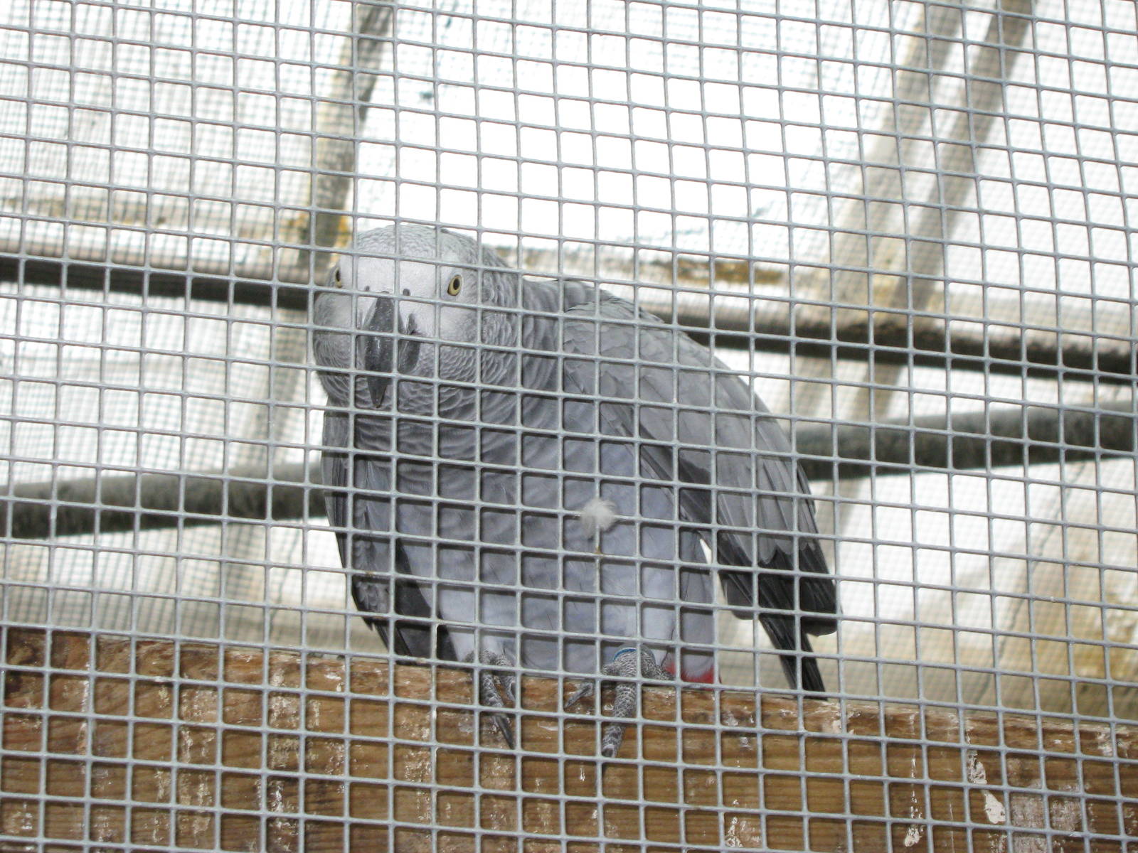 Pili Palas - July 2010 Elvis the African Grey Parrot
