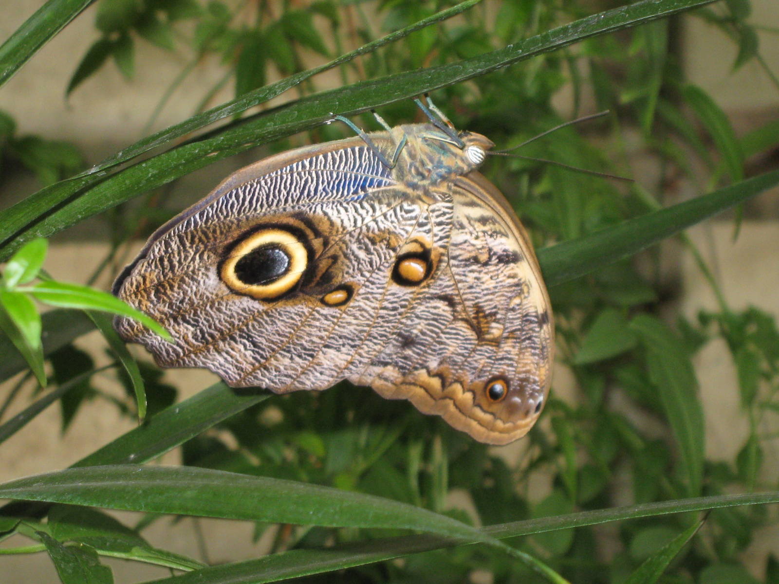 Pili Palas - July 2010, Giant Owl Butterfly