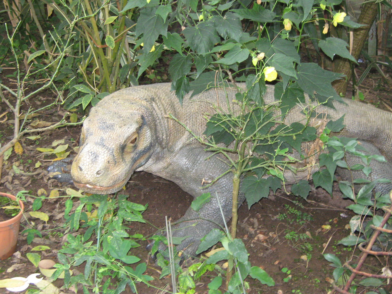 Pili Palas - July 2010, Komodo Dragon