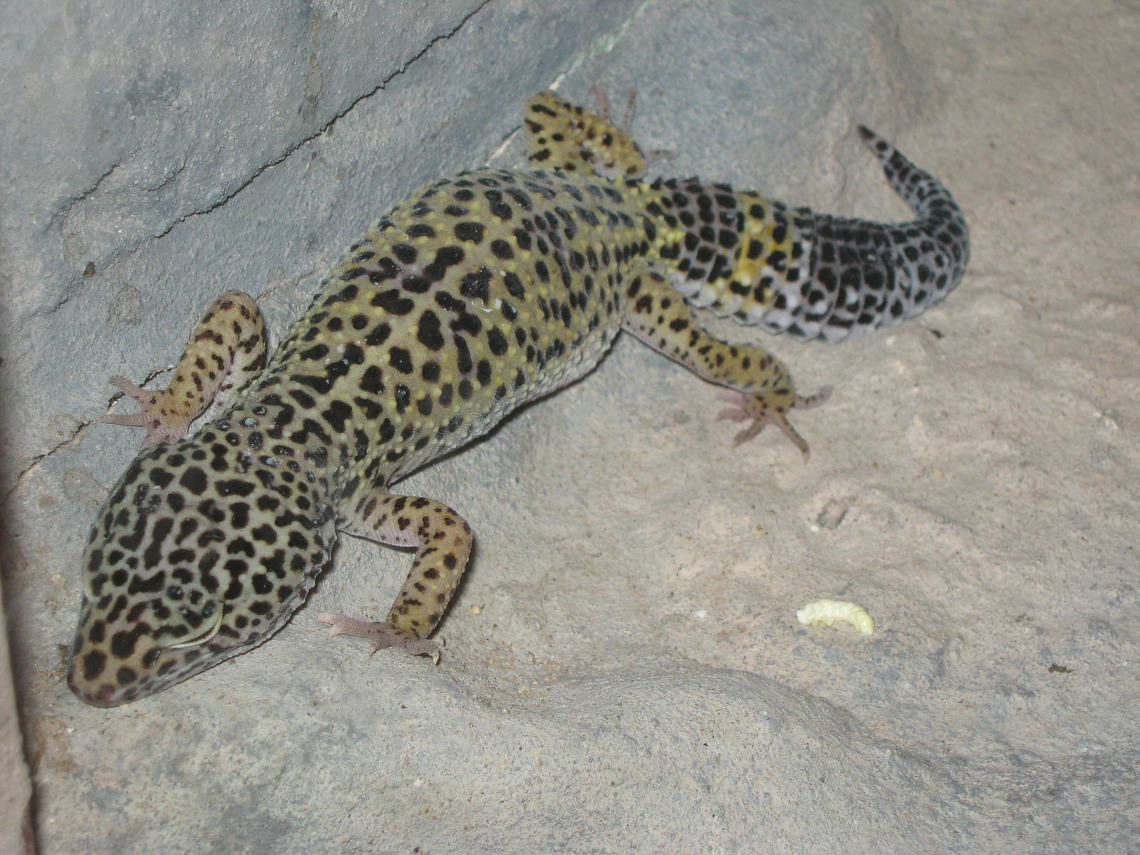 Pili Palas - July 2010, Leopard Gecko