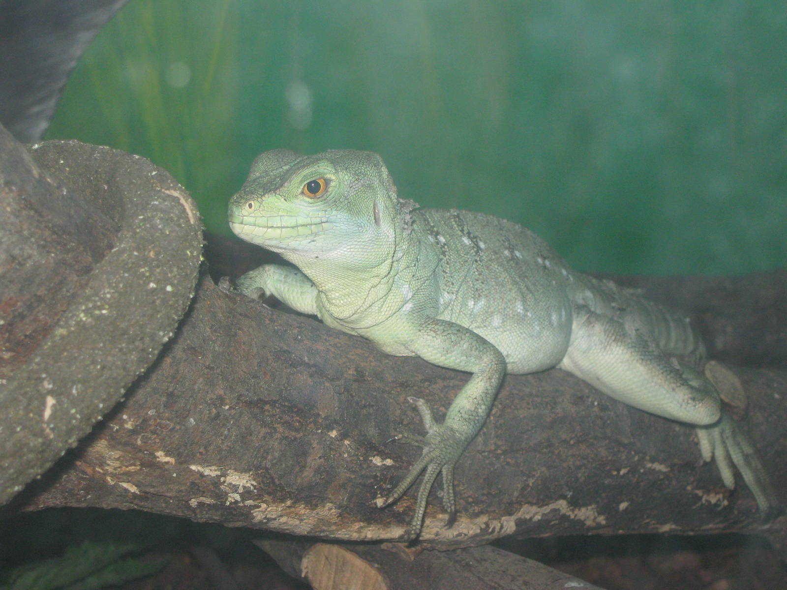 Pili Palas - July 2010, Plumed Basilisk
