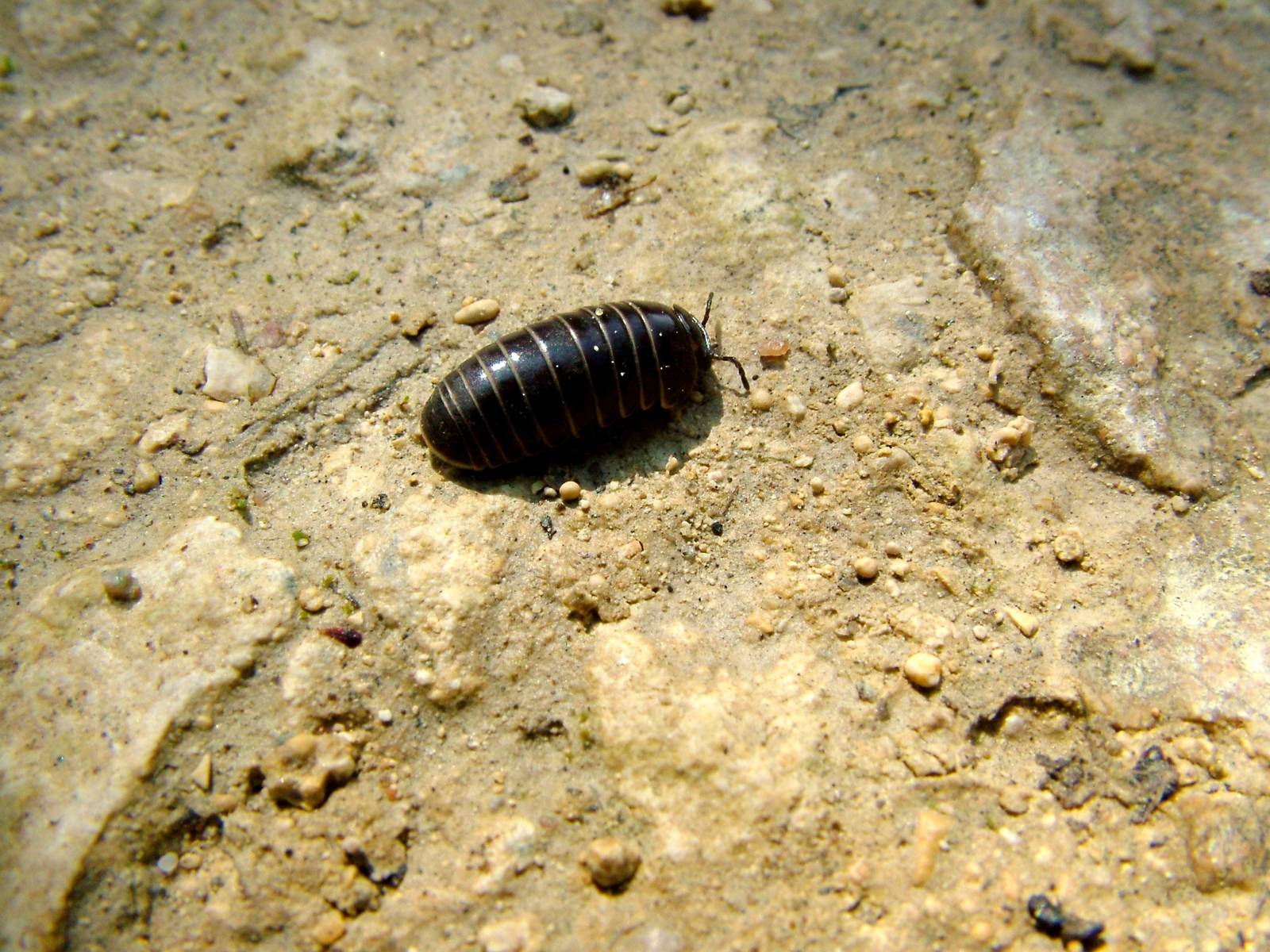 Pill Millipede at Fermyn Woods, 22/07/12