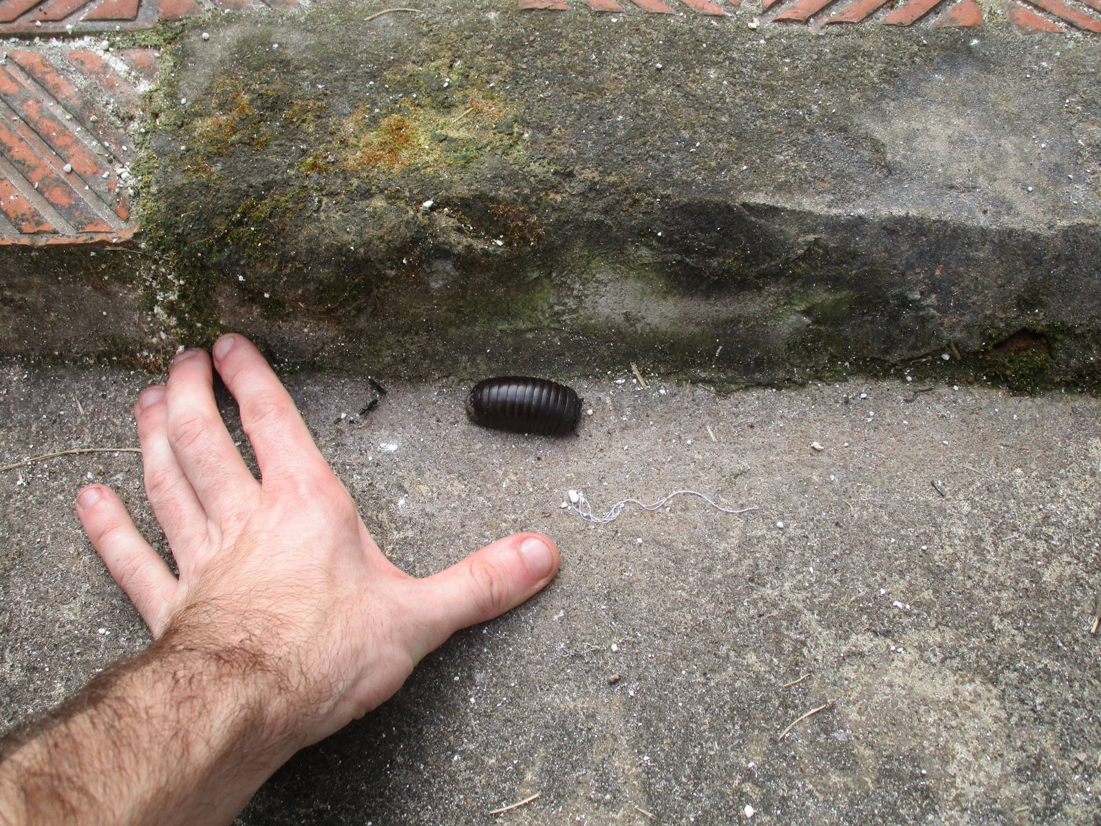 Pill Millipede - Cuc Phuong