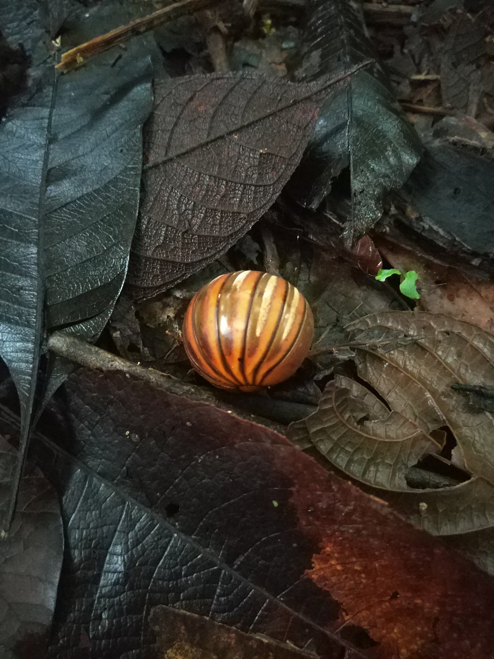 Pill millipede - Danum