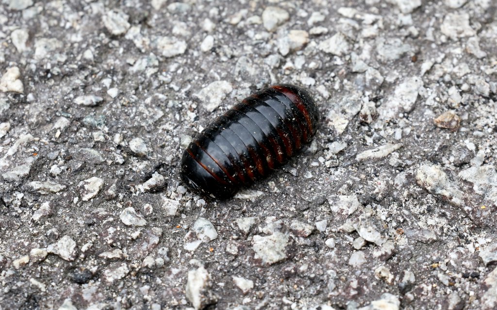 Pill Millipede