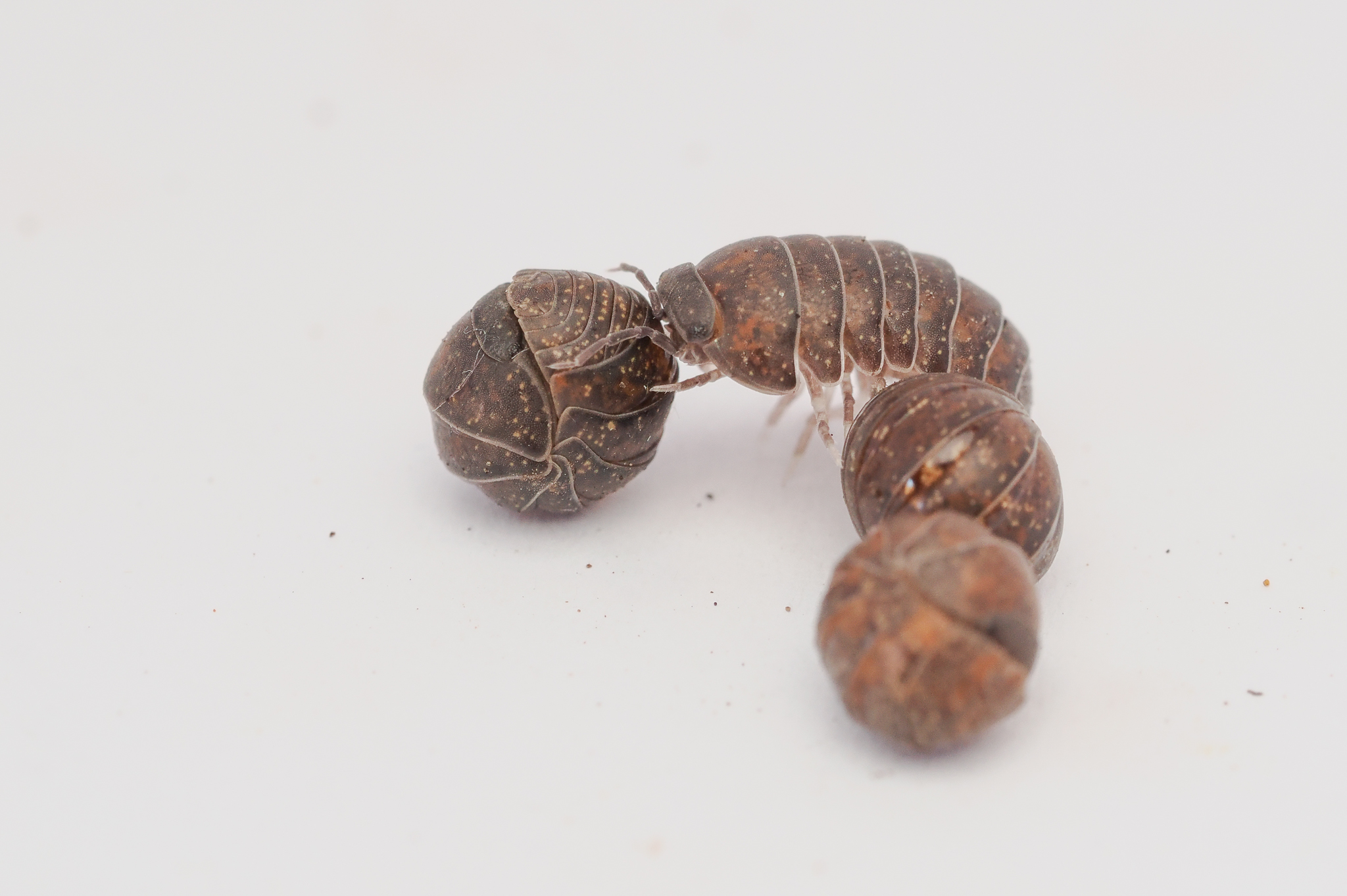 pill woodlice