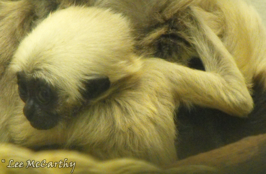 Pillatted Gibbon Baby
