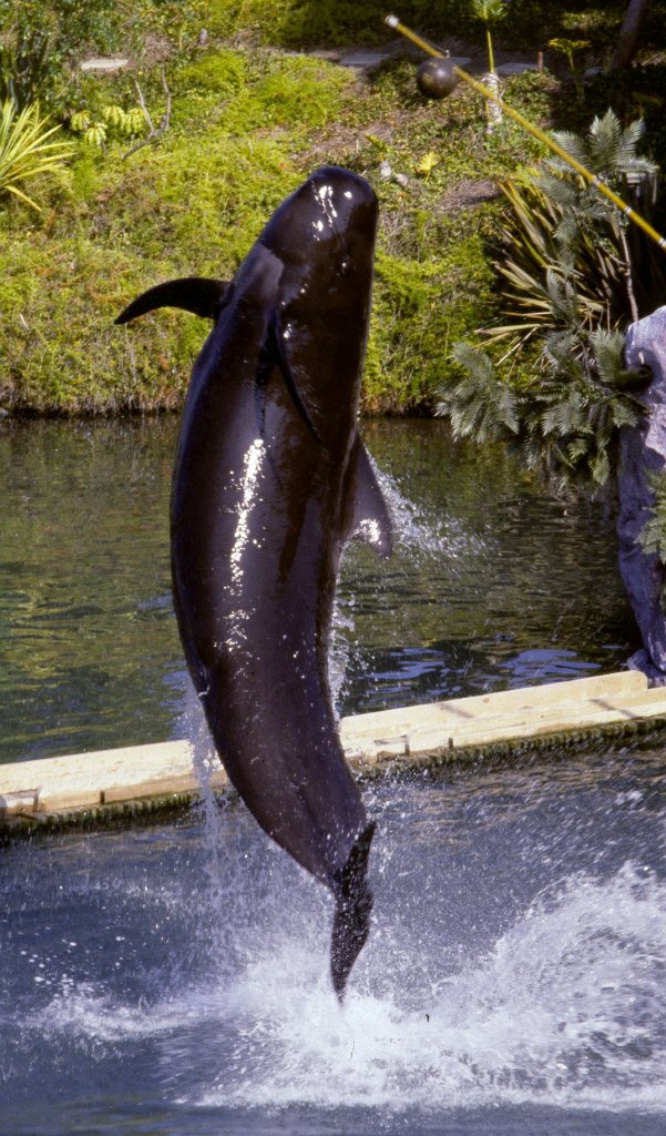 Pilot Whale - 1981