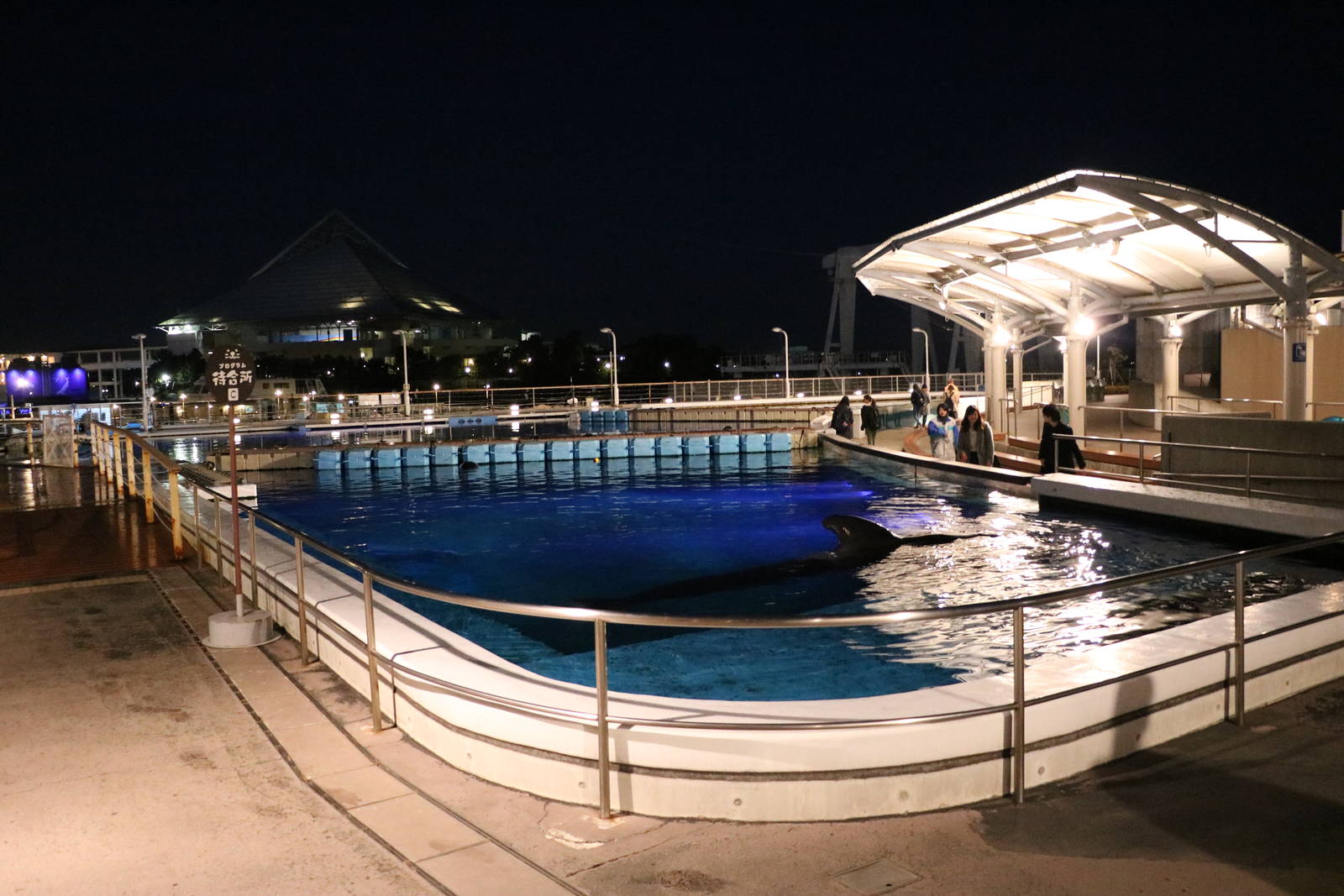 Pilot whale & dolphin pool - Fureai lagoon, February 2016